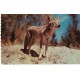 Coyote - Canada - Postkort
