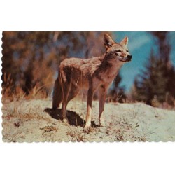 Coyote - Canada - Postkort
