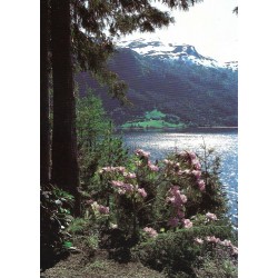 Kjempetuja og rhododendron - Postkort