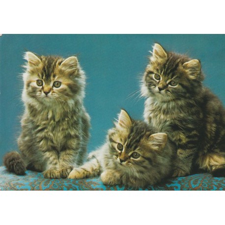 Tre kattepuser - Postkort