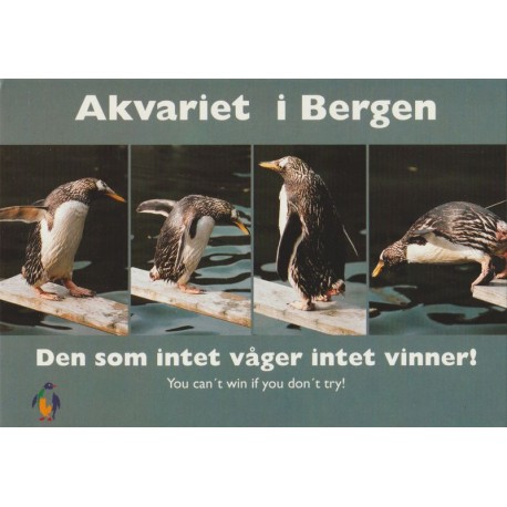 Akvariet i Bergen - Den som intet våger intet vinner! - Postkort