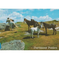 Dartmoor Ponies - Postkort