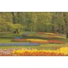 Holland - Lisse - Keukenhof - Postkort
