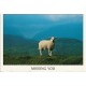 Dyr - Lonely Lamb - Missing You - Postkort