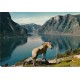 Aurlandsfjorden - Sogn - Hest - Postkort