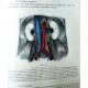 August Rauber- Lehrbuch der Anatomie des Menschen 1-2