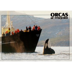 Orcas of Tysfjord - Spekkhogger - Nordland - Postkort