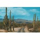 Saguaro Cactuses - Arziona - New Mexico - USA - Postkort