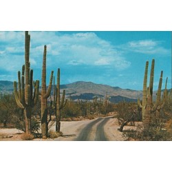 Saguaro Cactuses - Arziona - New Mexico - USA - Postkort