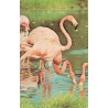 Flamingos - The Zoological Society of London - Postkort