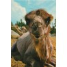 Baktrisk kamel i Kristiansand Dyrepark - Postkort