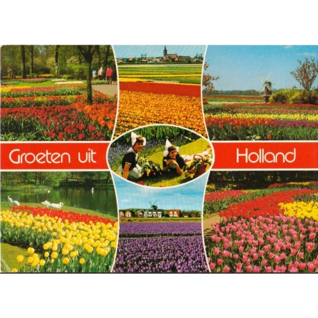 Groeten uit Holland - Tulipaner - Postkort