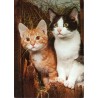 Katter - Domestic cats - Postkort