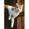Katt - Domestic cat - Postkort