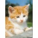 Katt - Domestic cat - Postkort