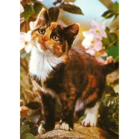 Koselig katt - Domestic cat - Postkort