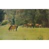 Ponnier - Wild Exmoor Ponies with Foals at Horner Woods - Postkort