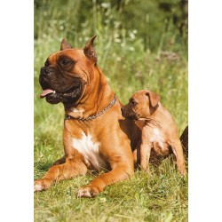 Boxer - Deutscher Boxer - Hunder - Postkort