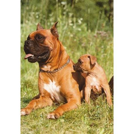 Boxer - Deutscher Boxer - Hunder - Postkort