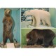 Alaska-bjørn - Isbjørn - Bjørn - Zoologisk Museum i Oslo - Postkort