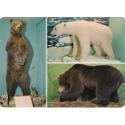Alaska-bjørn - Isbjørn - Bjørn - Zoologisk Museum i Oslo - Postkort