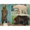 Alaska-bjørn - Isbjørn - Bjørn - Zoologisk Museum i Oslo - Postkort