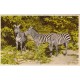 Zebraer - Zoologisk Have i København - Postkort