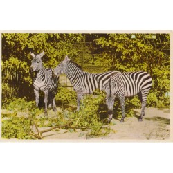 Zebraer - Zoologisk Have i København - Postkort