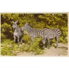 Zebraer - Zoologisk Have i København - Postkort