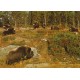 Moskusdyr - Musk-deer - Moschatus - Postkort