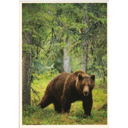 Bjørn - Suomi-Finland - Karhu - Bear - Postkort
