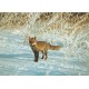 Räv - Rev - Fox - Svenska Naturkort - Postkort