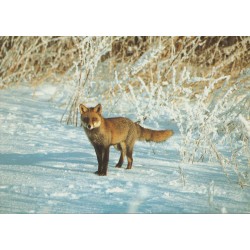Räv - Rev - Fox - Svenska Naturkort - Postkort