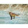 Räv - Rev - Fox - Svenska Naturkort - Postkort
