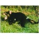 The Tasmanian Devil - Australia - Postkort