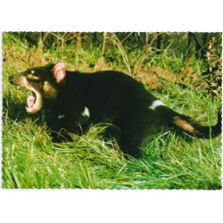 The Tasmanian Devil - Australia - Postkort