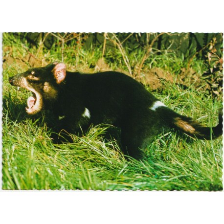 The Tasmanian Devil - Australia - Postkort