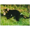 The Tasmanian Devil - Australia - Postkort