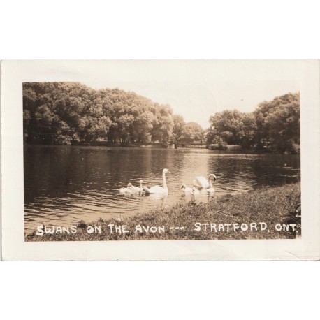 Swan on the Avon - Stratford Ontario - Canada - Postkort