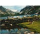 Geiranger - Flokk med geiter - Postkort