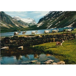 Geiranger - Flokk med geiter - Postkort
