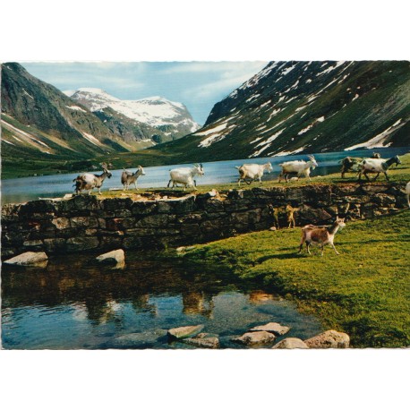 Geiranger - Flokk med geiter - Postkort