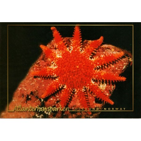 Solstjerne - Common Sun Star - Atlanterhavsparken