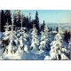 Vinterlandskap med grantrær og snø - Postkort