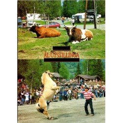 Ål-utstillinga - Hallingdal - Buskerud - Postkort