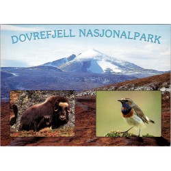 Dovrefjell Nasjonalpark - Snøhetta - Moskus - Postkort