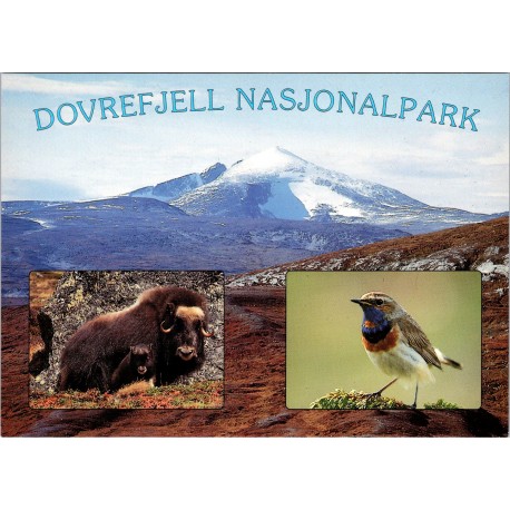 Dovrefjell Nasjonalpark - Snøhetta - Moskus - Postkort