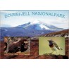 Dovrefjell Nasjonalpark - Snøhetta - Moskus - Postkort