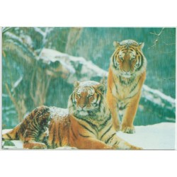 Tiger - Panthera tigris - WWF - Postkort