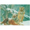 Tiger - Panthera tigris - WWF - Postkort